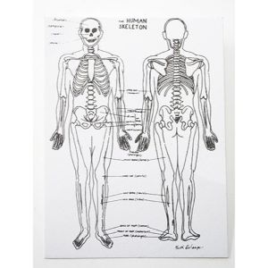 Skeleton Chart