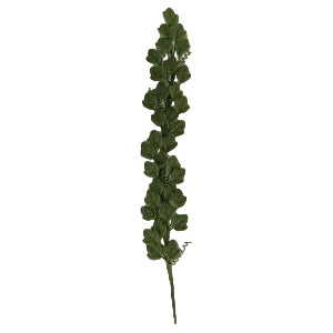 Trellis Climbing Plant Ivy