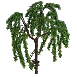 Weeping Willow 6cm