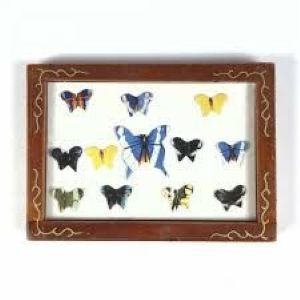 Butterfly Collection
