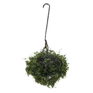 Hanging Basket Variegated Green Plant