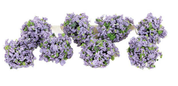 Violet Border Plants