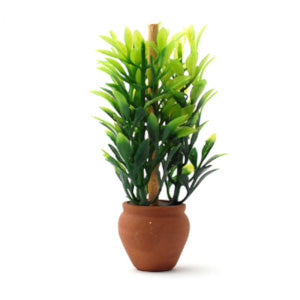 Leafy Plant In Terracotta Pot
