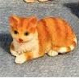 Ginger & White Cat