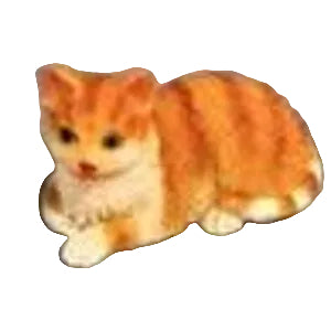 Ginger & White Cat