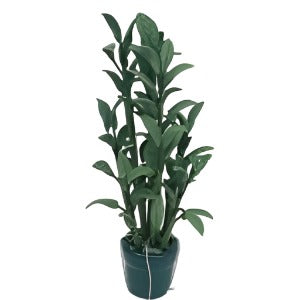 Tall Plant in a Green pot