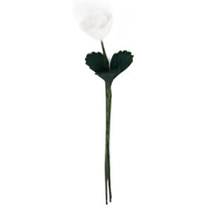 Single White Rose