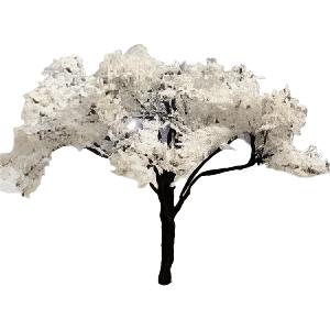 Tree With White Flowers
