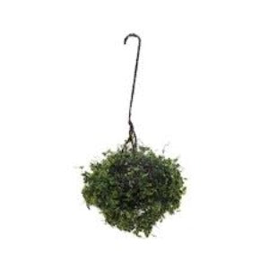 Hanging Basket Variegated Green