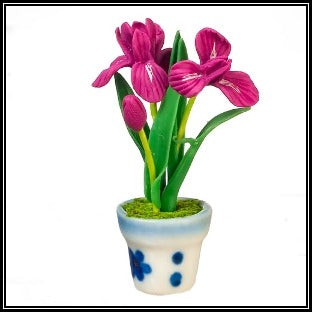 Iris In A Pot