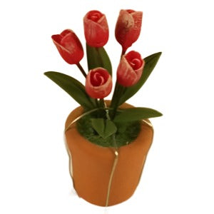 Pink Tulip Plant