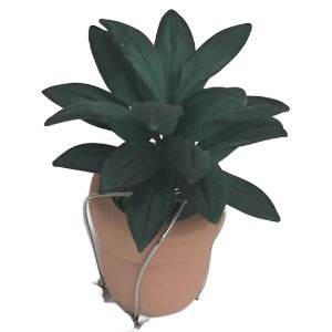 Plant in a Terracotta Pot