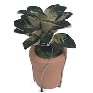 Plant In A Terracotta Pot