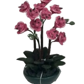 Purple Lily Orchid