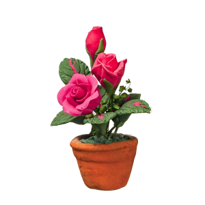 Pink Roses in Pot