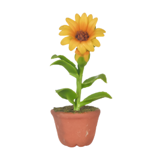 Sunflower in Pot