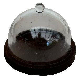 Cloche With Base Walnut