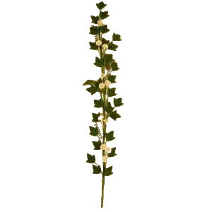 Trellis Climbing Plant Daisies
