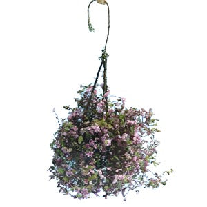 Hanging Basket Mauve