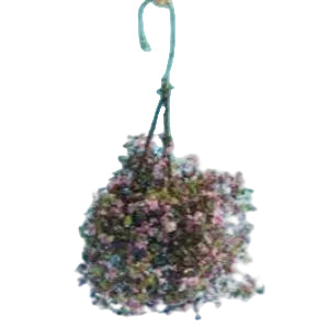 Hanging Basket Mauve