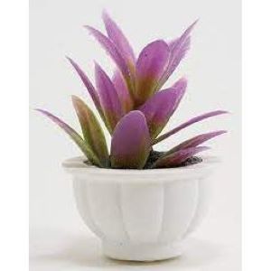 Purple Plant in a White Pot
