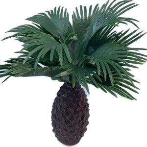 Pineapple Tree 6cm