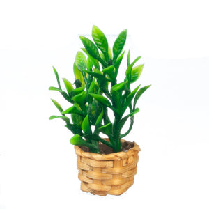 Bamboo Plant In A Basket