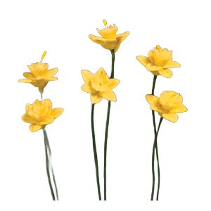 Spring Daffodils 6pcs