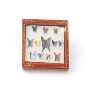 Butterfly Collection