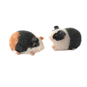 Pair of Guinea pigs