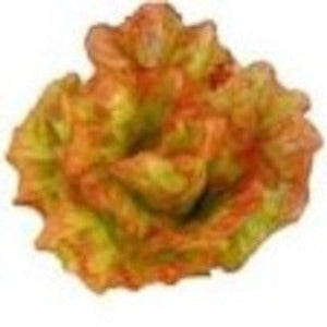 Red Leaf Lettuce