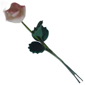 Single Rose Soft Pink & White