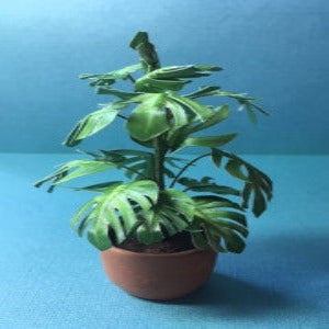 Split Leaf Philodendron Plant Kit