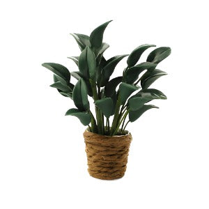Rubber Plant